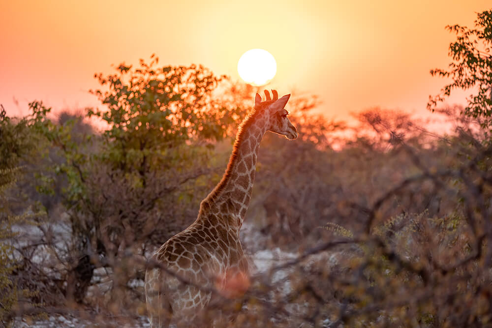 Giraffe Sonnenuntergang