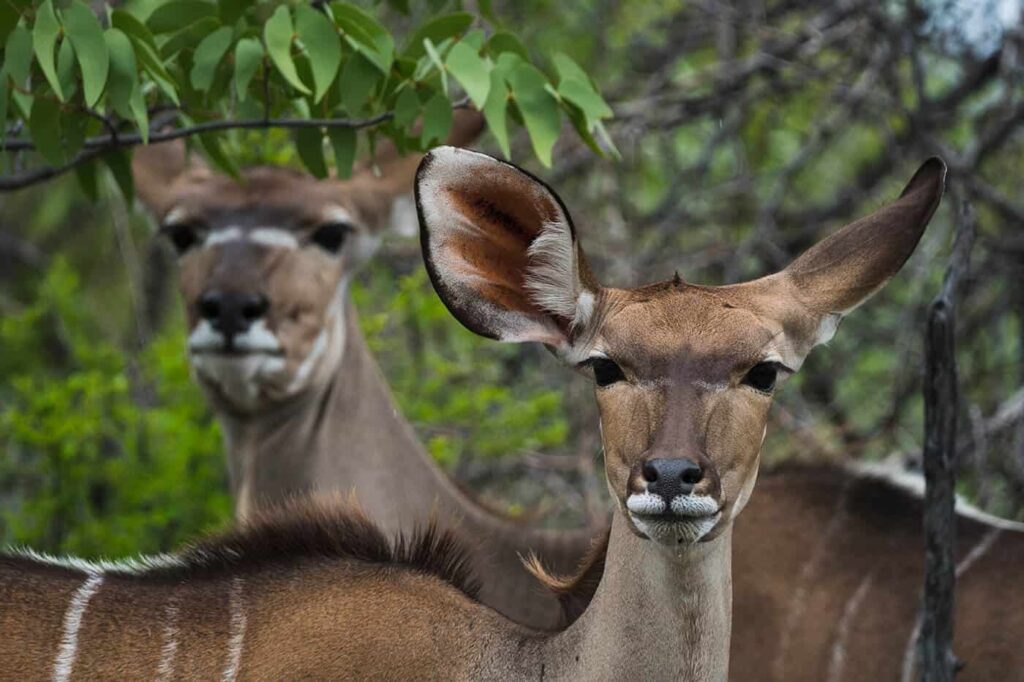 Kudus im Etosha