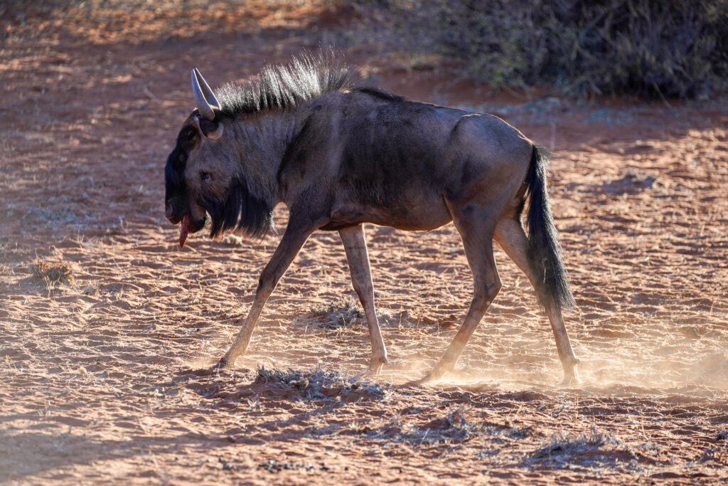 Ein Gnu im Sonnenlicht